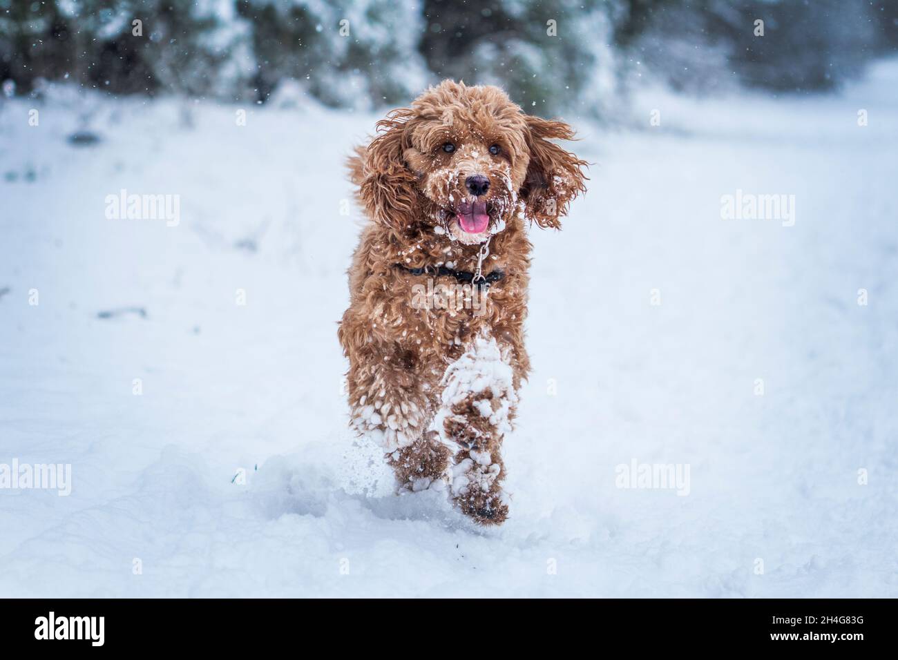 Cockapoo cane che gioca durante l'inverno. Foto Stock