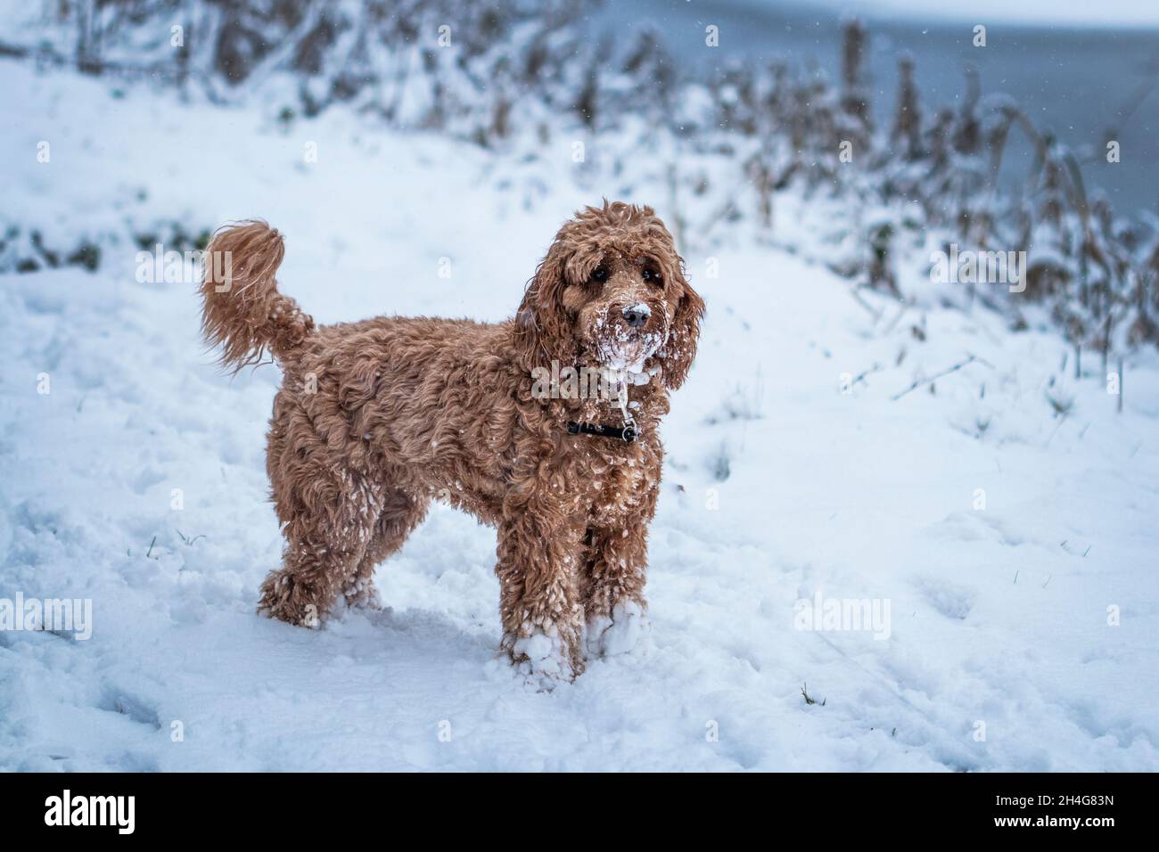 Cockapoo cane che gioca durante l'inverno. Foto Stock