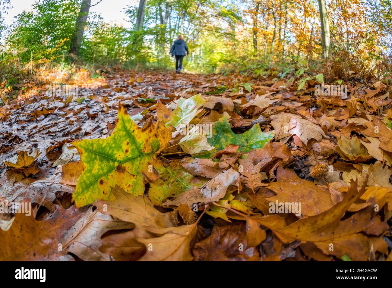 Persona che cammina su un ponte attraverso un bosco tipico nella foresta di Sherwood di alberi decidui. Foto Stock