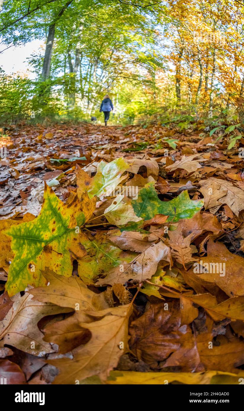 Persona che cammina su un ponte attraverso un bosco tipico nella foresta di Sherwood di alberi decidui. Foto Stock