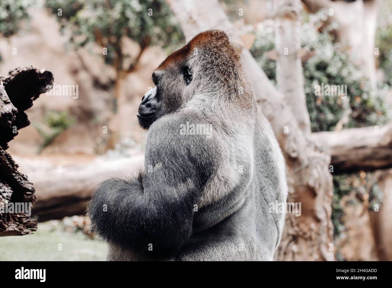 Un gorilla lowland occidentale con una pouty Expression.The gorilla mi guarda. Foto Stock