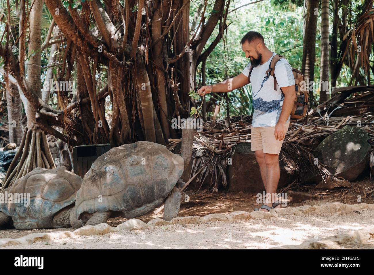 Divertimento per tutta la famiglia a Mauritius. Turista che alimenta una tartaruga gigante allo zoo dell'isola di Mauritius Foto Stock