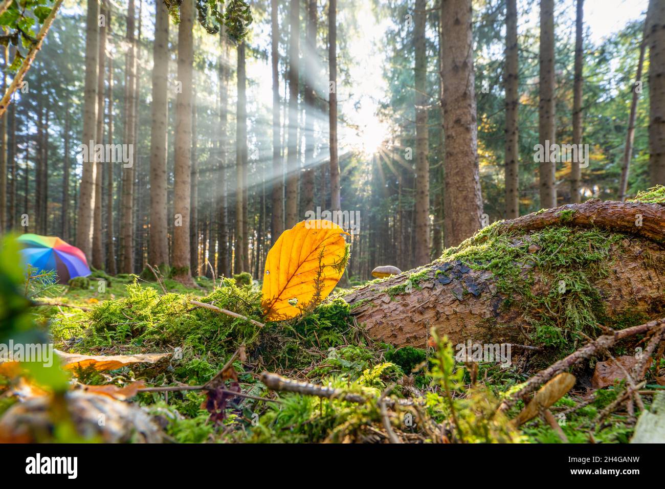 Bel paesaggio forestale con il sole splendente attraverso la mattina nebbia con un cuore in una foglia per l'amore della natura. Foto Stock