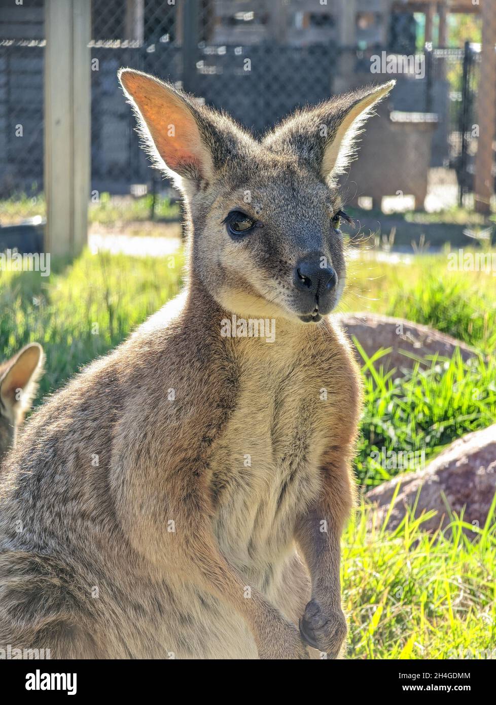 Primo piano di cute Wallaby in Oklahoma Foto Stock