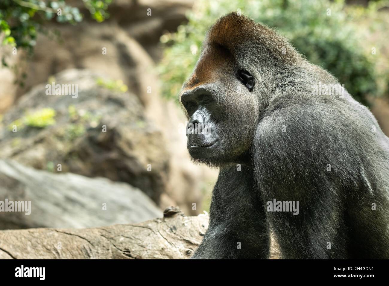 Un gorilla lowland occidentale con una pouty Expression.The gorilla mi guarda. Foto Stock