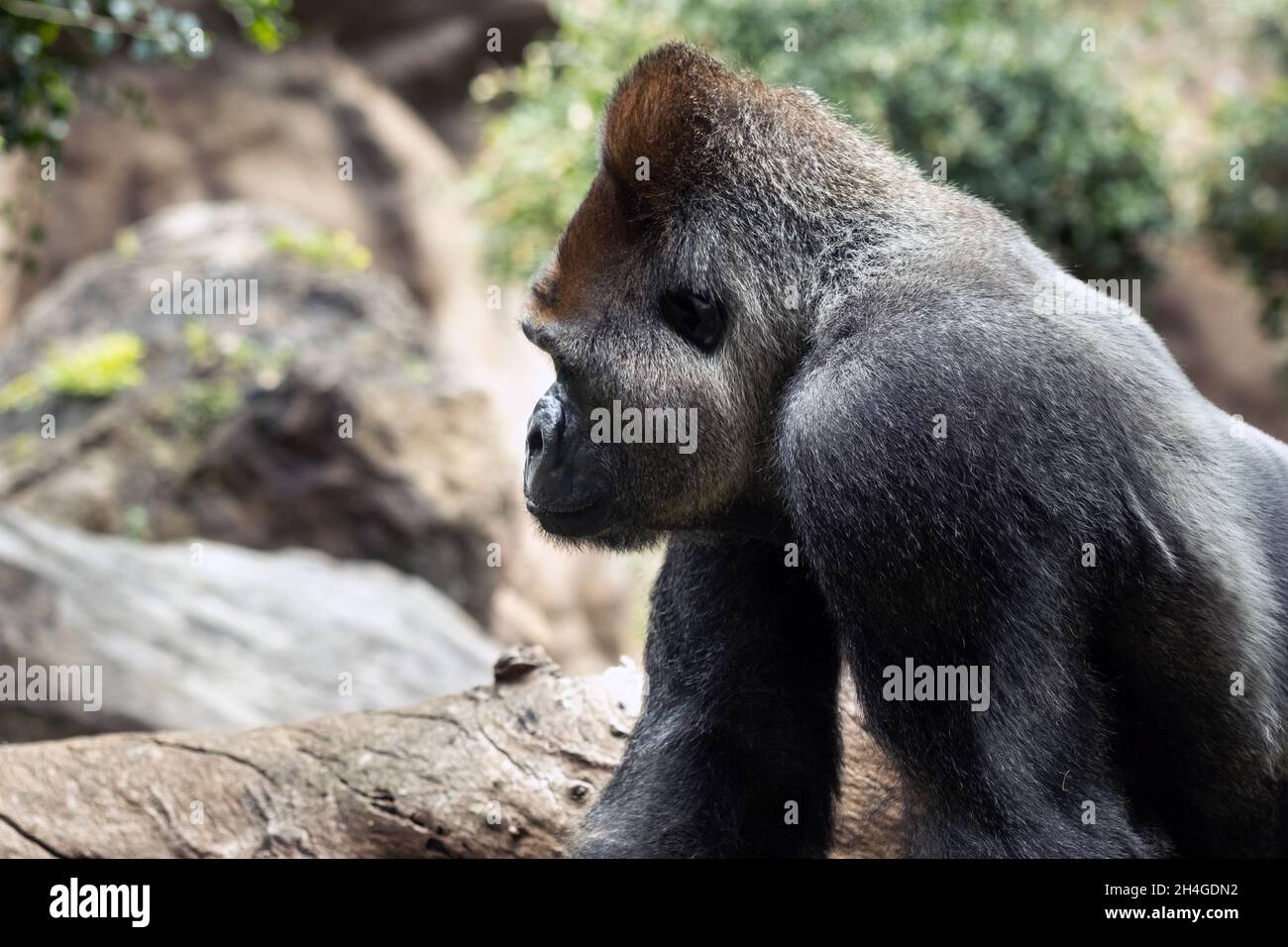 Gorilla di pianura occidentale nella natura.Gorilla grande. Foto Stock