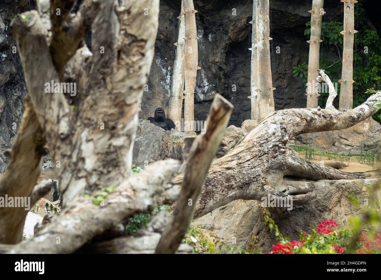 Un gorilla lowland occidentale con una pouty Expression.The gorilla mi guarda. Foto Stock