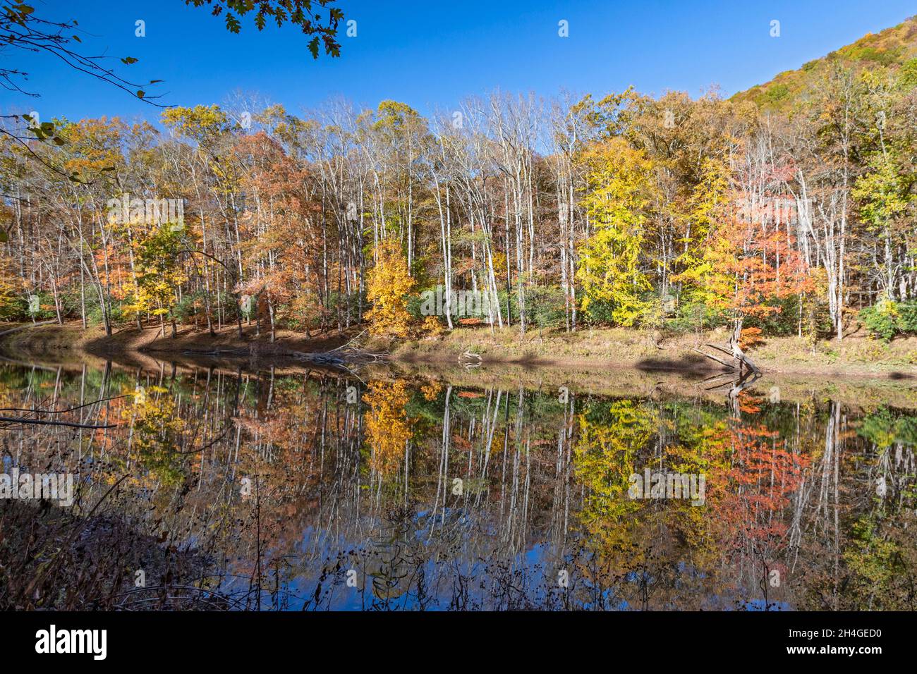 Martinton, West Virginia - colori autunnali lungo il fiume Greenbrier. Foto Stock