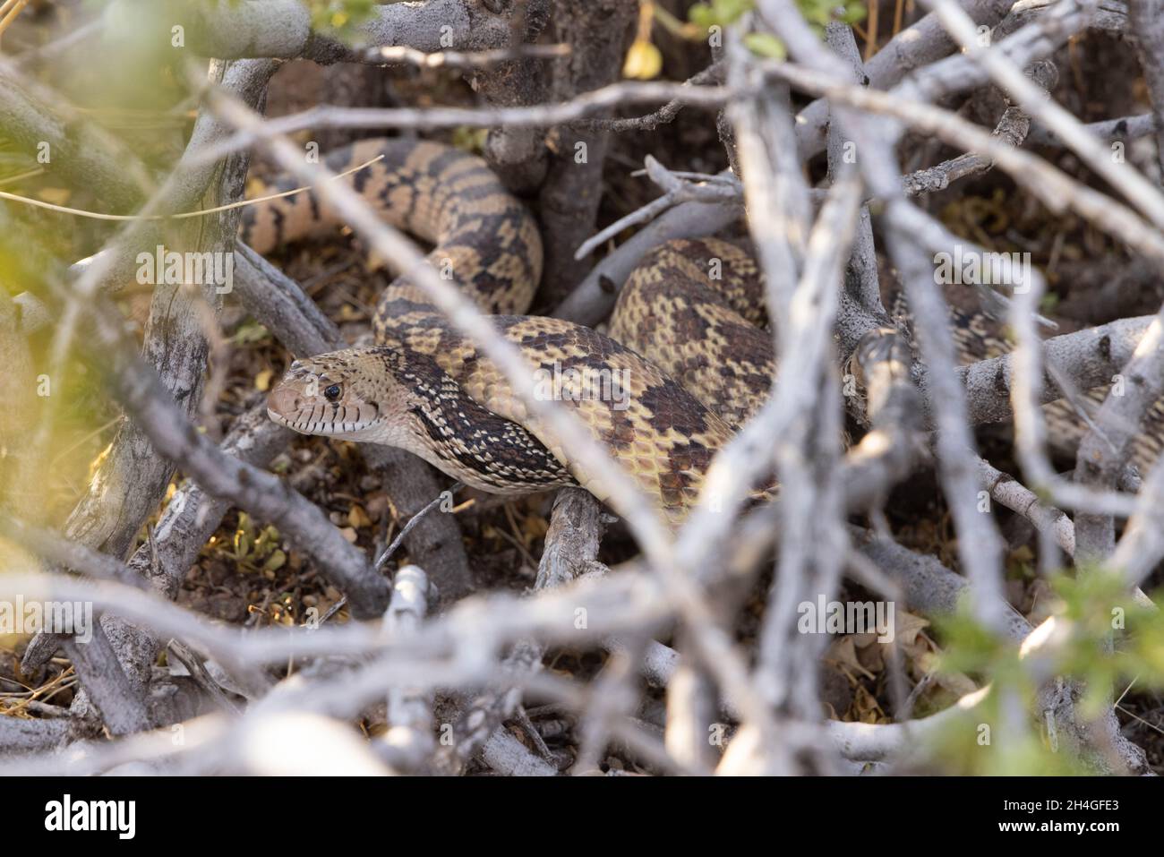 Sonoran Gopher Snake, Socorro, New Mexico, USA. Foto Stock