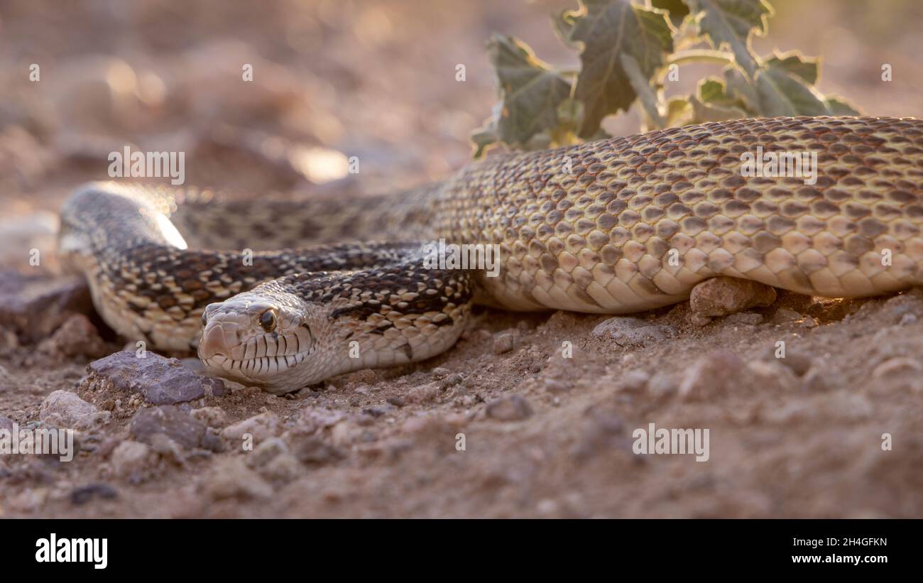 Sonoran Gopher Snake, Socorro, New Mexico, USA. Foto Stock