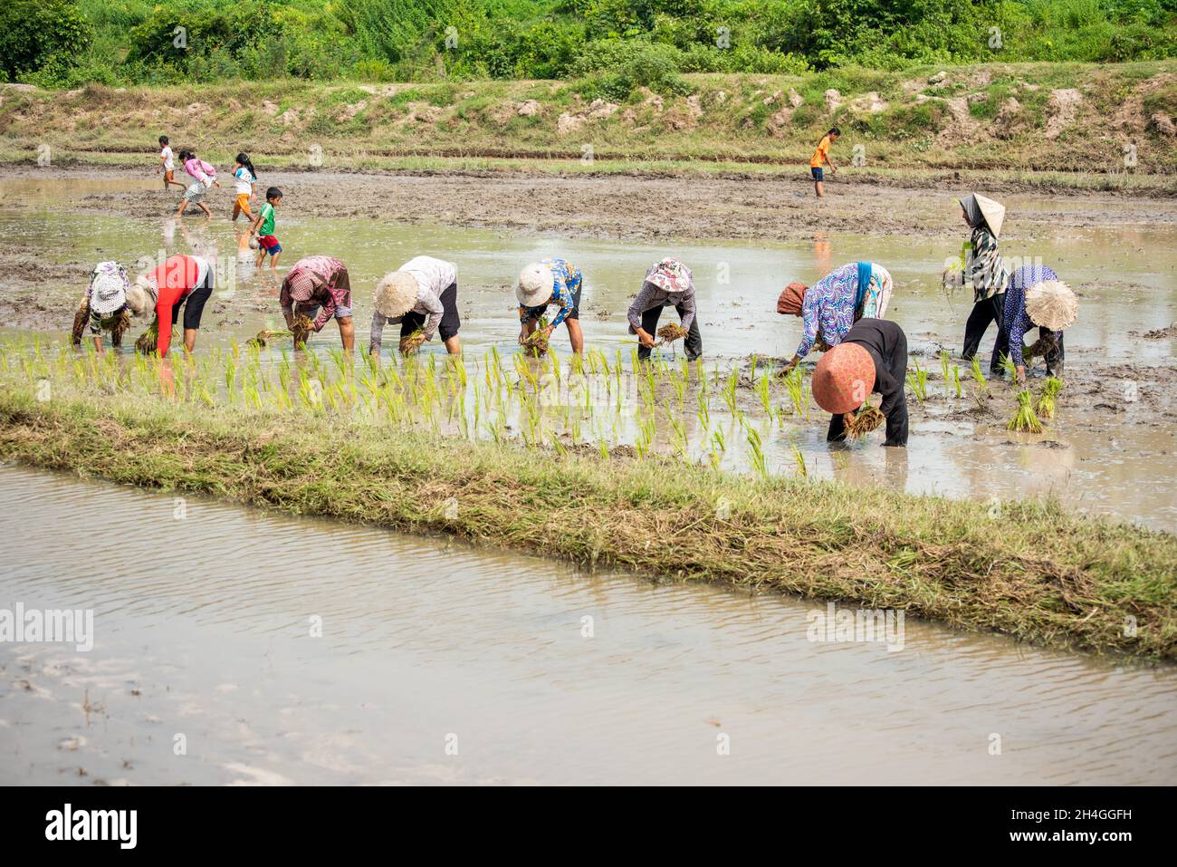 An Giang 21 settembre 2019. Gli agricoltori vietnamiti piantano riso sul campo. Foto Stock