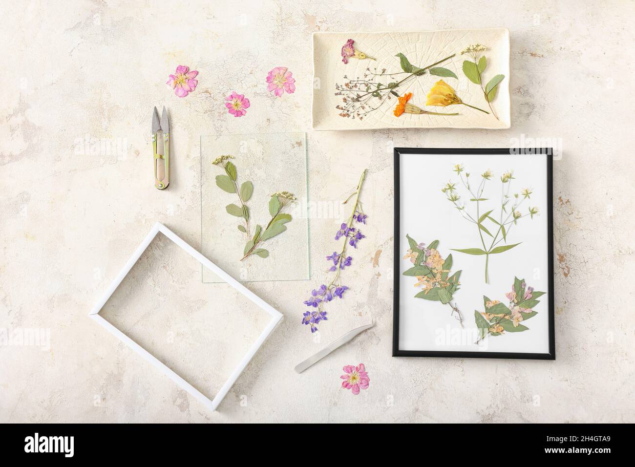 Composizione con fiori secchi pressati e cornici su sfondo chiaro Foto Stock