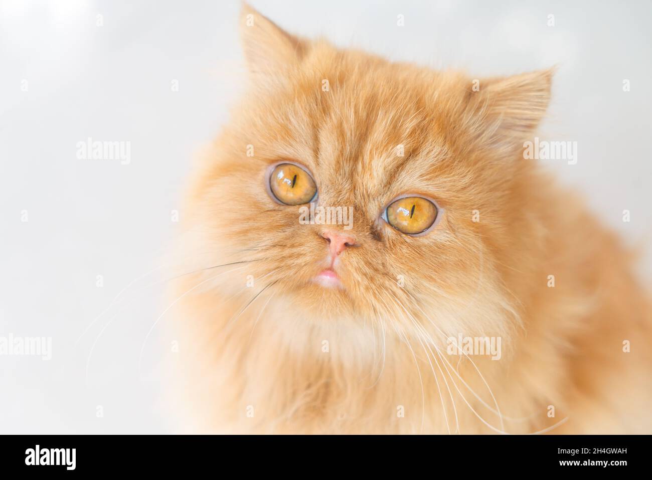 Ritratto Persian Longhair Cat, bello marrone a capelli lunghi e marrone-dorati occhi vicini alla forma rotonda viso, occhi guardando la fotocamera, ombreggiato Foto Stock