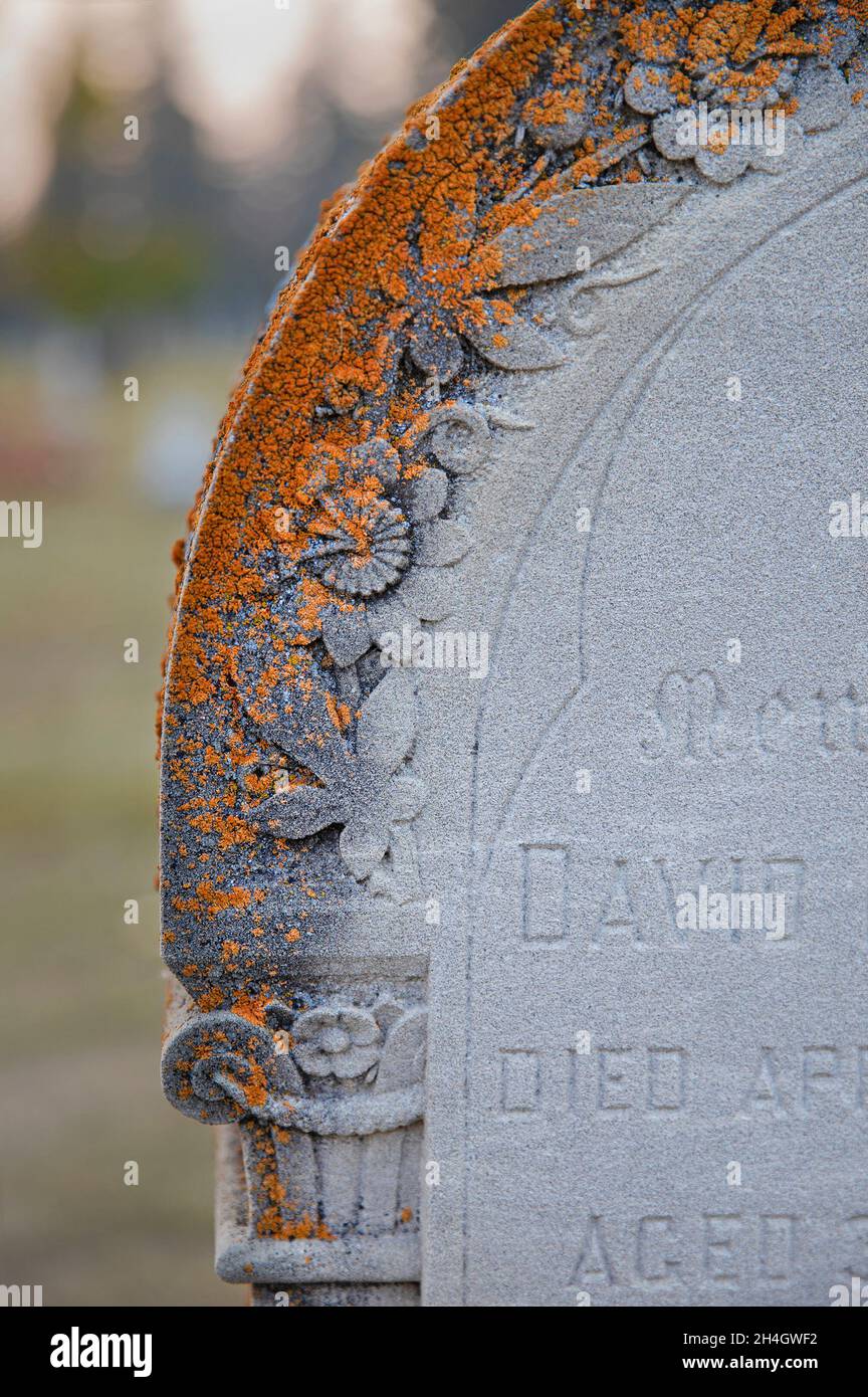 Dettaglio di fiori intagliati e licheni arancioni su una vecchia lapide nel cimitero Union, un cimitero storico fondato nel 1890. Foto Stock