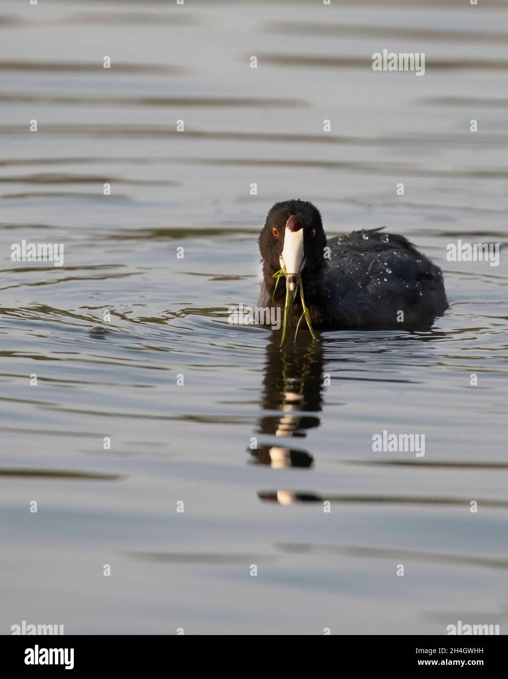 American Coot nutrire su vegetazione acquatica in stagno. Fulica americana Foto Stock