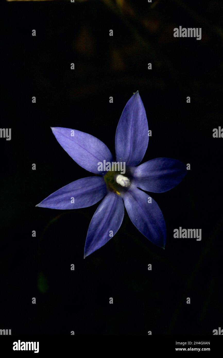 Un vero blu scuro Australian Bluebell (Wahlenbergia gracilis), trovato alla riserva di Hochkins Ridge Flora Reserve in Croydon North, Victoria, Australia. Foto Stock