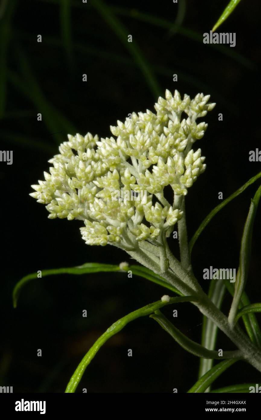 Sarà una buona stagione per il legno di Dogwood lucido (Cassinia Longifolia) dopo una primavera bagnata. E 'facile capire perché questo è anche chiamato Cauliflower Bush. Foto Stock