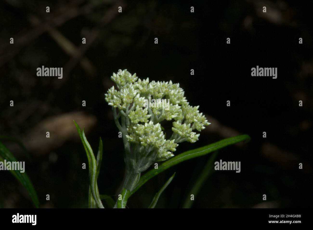 Sarà una buona stagione per il legno di Dogwood lucido (Cassinia Longifolia) dopo una primavera bagnata. E 'facile capire perché questo è anche chiamato Cauliflower Bush. Foto Stock