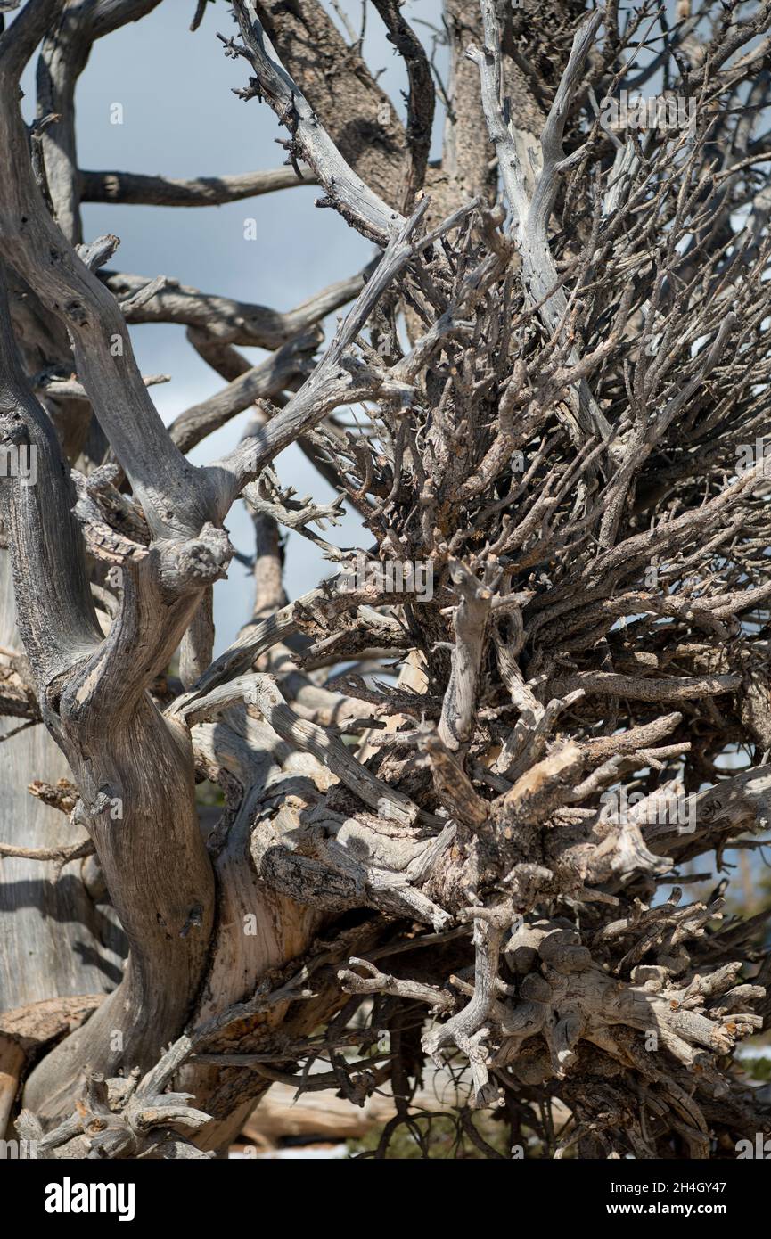 Great Basin Bristlecone Pine (Pinus longaeva), Bryce Canyon National Park, Utah Foto Stock