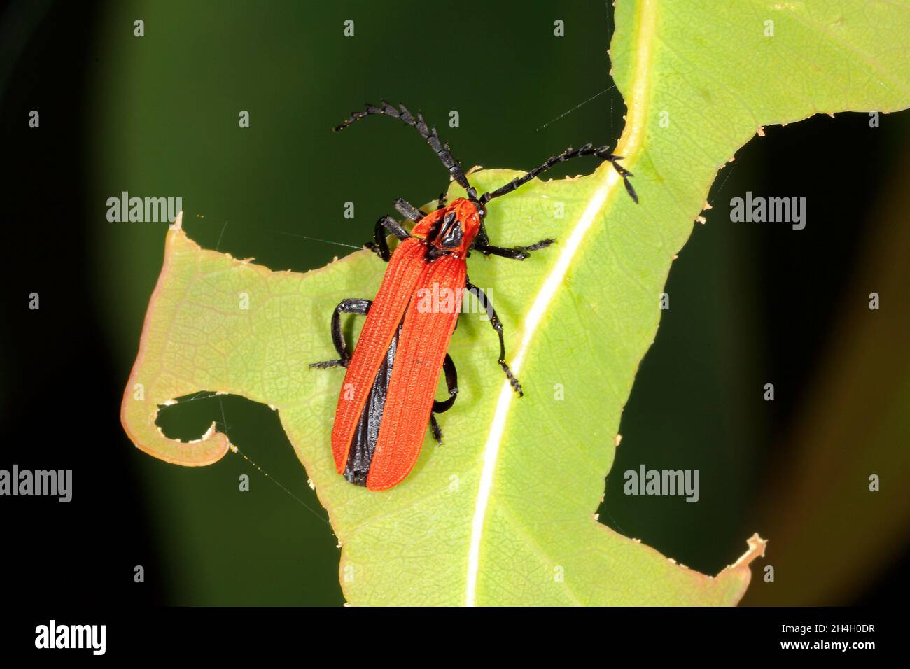 Beetle Lycid con spalla rossa, Trichalo ampliatus, precedentemente descritto come Metriorrhynchus ampliatus. Coffs Harbour, New South Wales, Australia Foto Stock