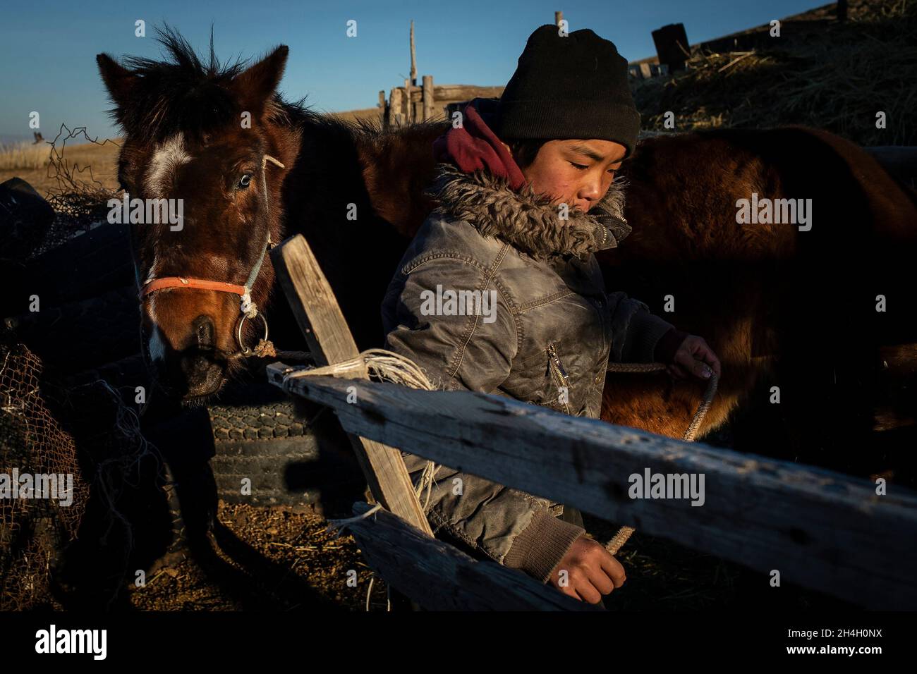 Un ragazzo prende il cavallo della sua famiglia fuori dalla stalla al mattino, a circa 100 km dalla capitale Ulaanbaatar, 17 gennaio 2019. I genitori cercano di ottenere thei Foto Stock