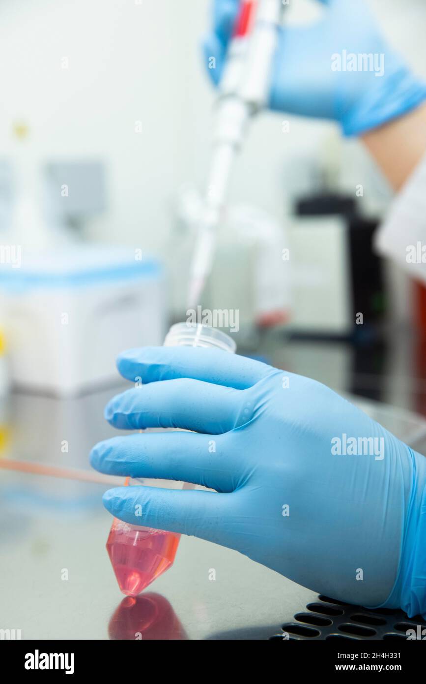 L'assistente di laboratorio medico riempie un campione di sangue in una provetta per centrifuga con una pipetta, Essen, Renania settentrionale-Vestfalia, Germania Foto Stock