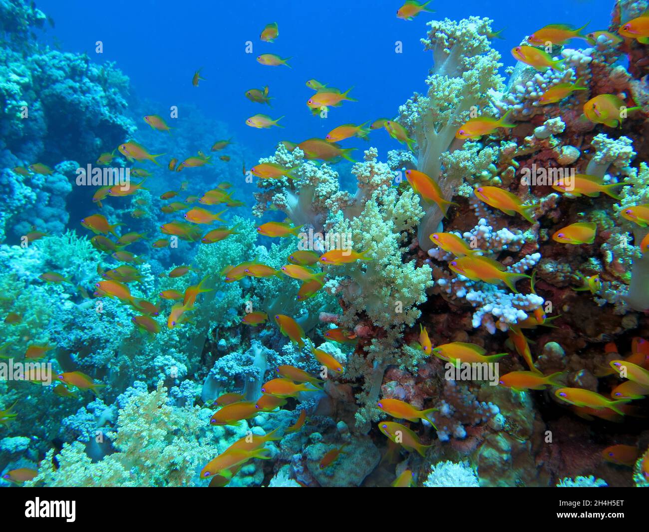 Sea goldie (Pseudanthias squamipinnis), Coral Reef, Ras Mohammed, Shark Reef, Sinai, Mar Rosso, Egitto Foto Stock