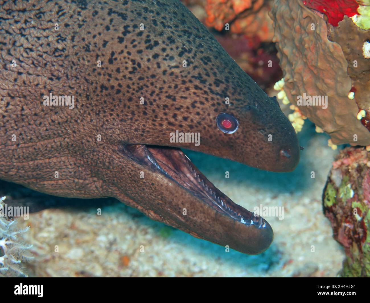 Moray gigante (Gymnothorax javanicus) Moray, barriera corallina, piccola isola di Gobal, la chiatta, Mar Rosso, Egitto Foto Stock