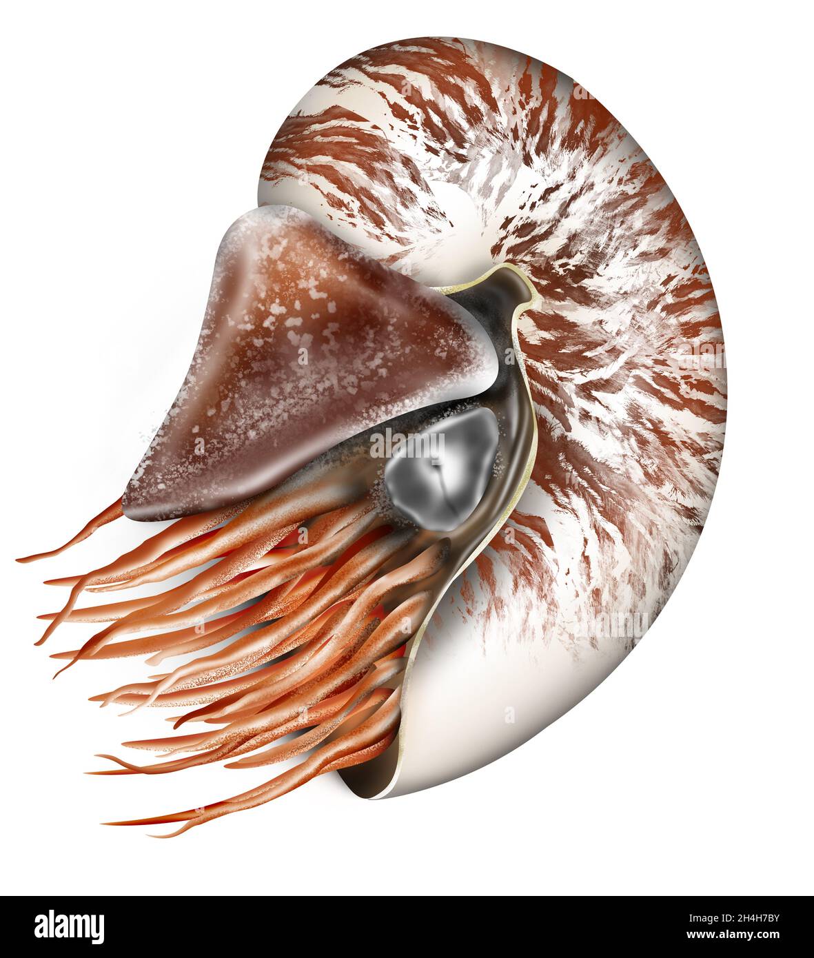 illustrazione vettoriale della shell nautilus isolata su sfondo bianco. Nautilus vettore marino art. Nautilus pompilius Foto Stock