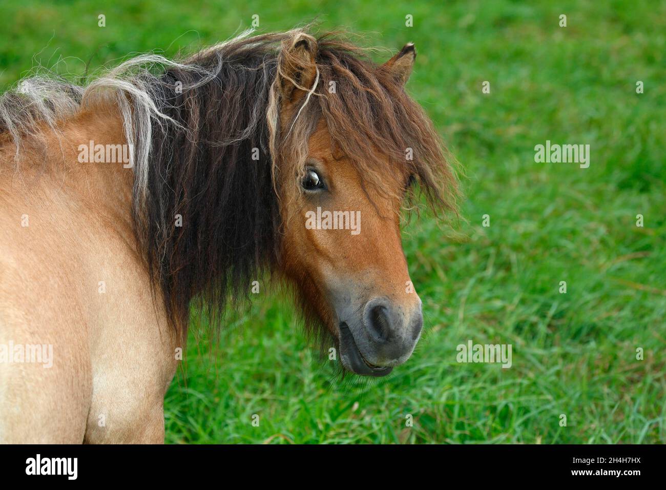 Mini pony Shetland, Schleswig-Holstein, Germania Foto Stock