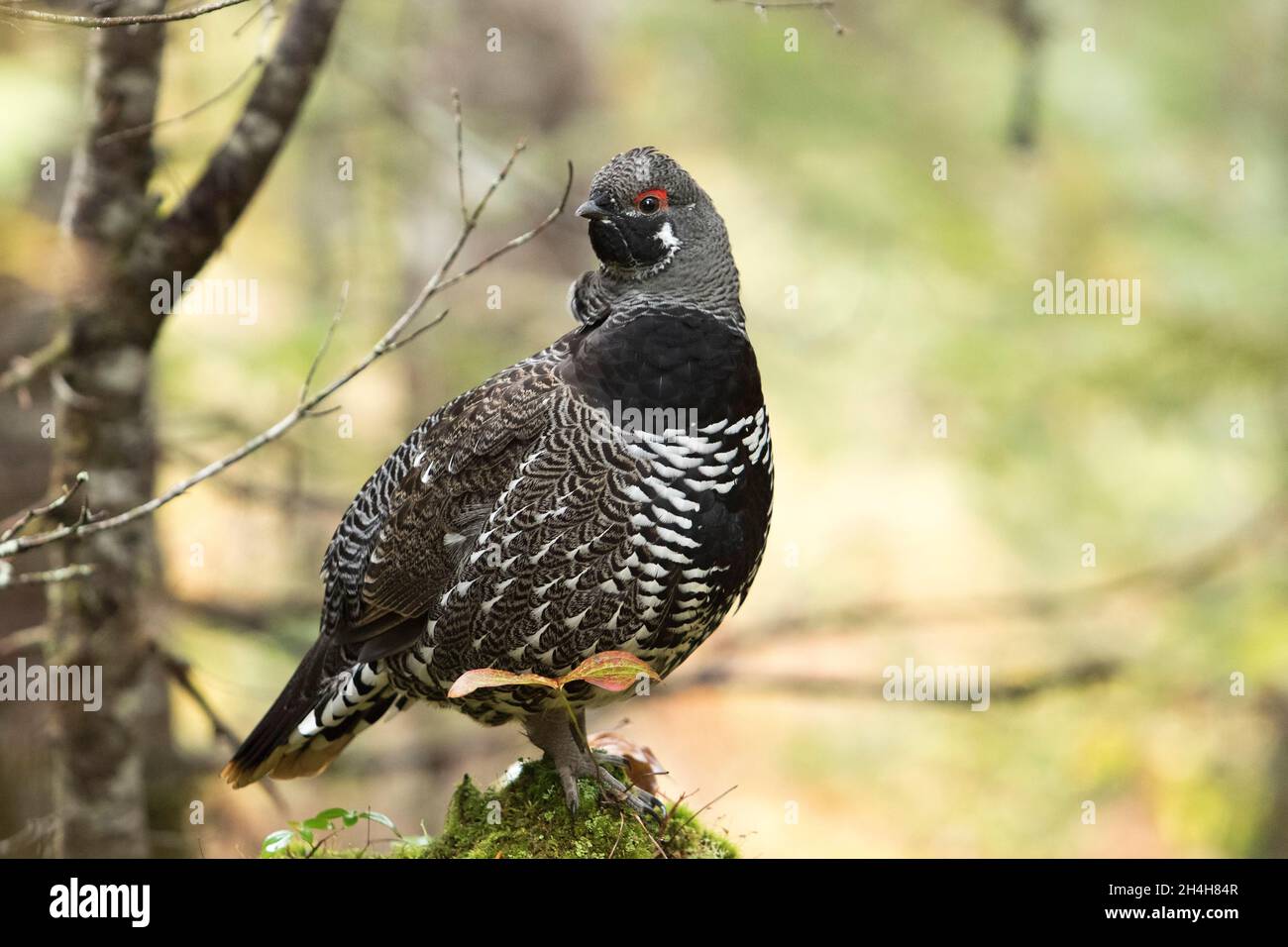 Abete rosso (Falcipennis canadensis), Parco Nazionale Gaspestine, Quebec, Canada Foto Stock