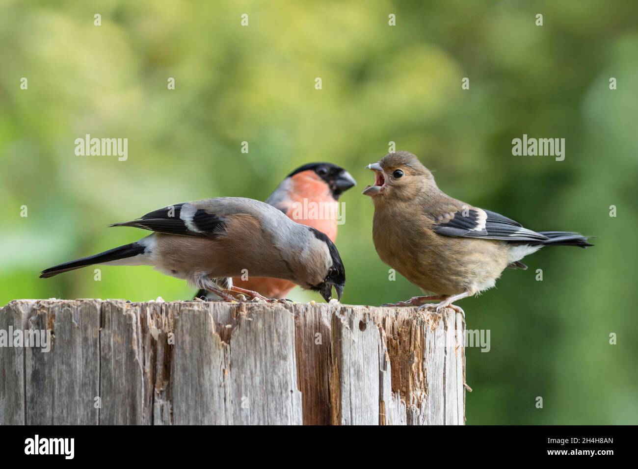 Bullfinch Eurasiano (Pyrrhula pyrrrrrrhula), coppia con uccello giovane, bassa Sassonia, Germania Foto Stock