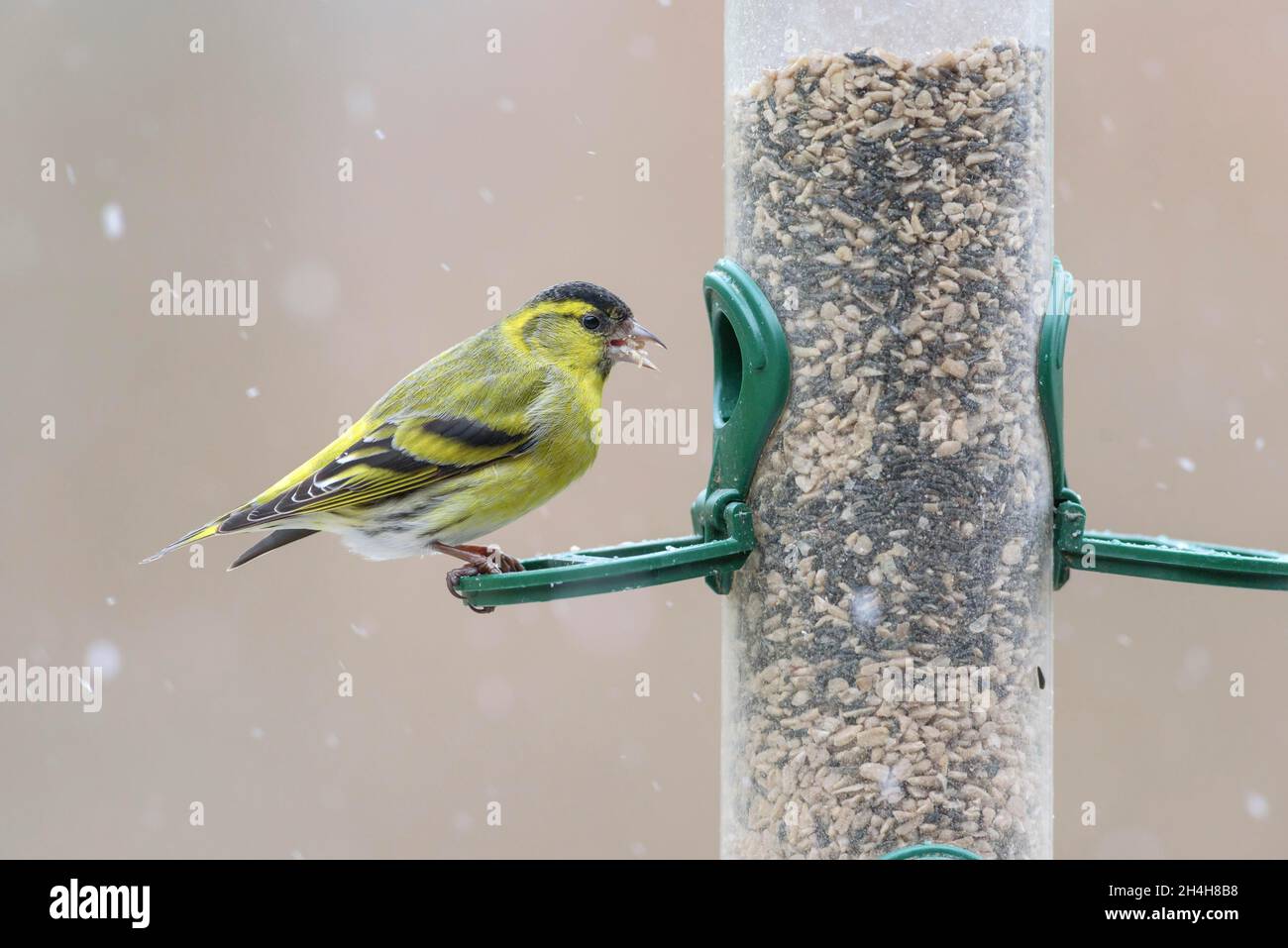 Siskin eurasiatico maschile (Spinus spinus) alla stazione di alimentazione, bassa Sassonia, Germania Foto Stock