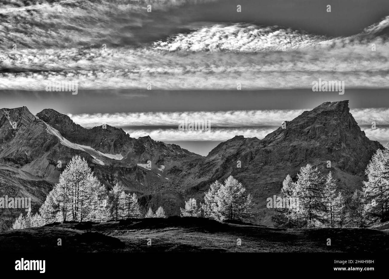Ultime luci sulle larici, paesaggio d'arte nelle Alpi Foto Stock