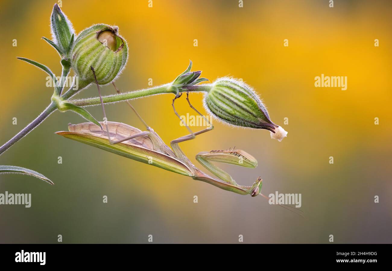 Mantide europea (Mantis religiosa) femmina in attesa di preda, colore verde del terreno, morfo verde, autunno, atmosfera autunnale, Sassonia-Anhalt, Germania Foto Stock