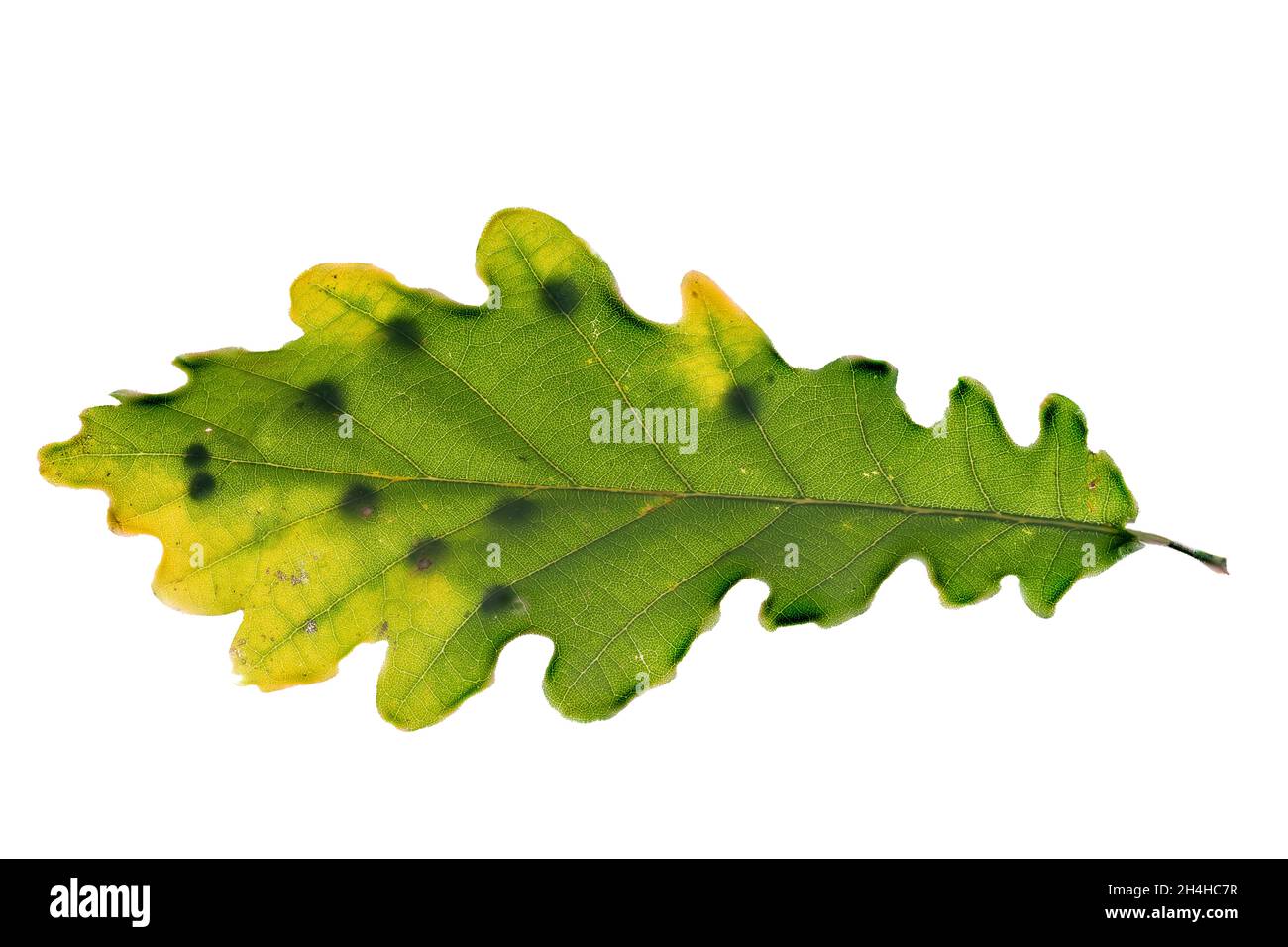 Particolare di una foglia di quercia con frizione di vespe cinipidae isolato su bianco Foto Stock