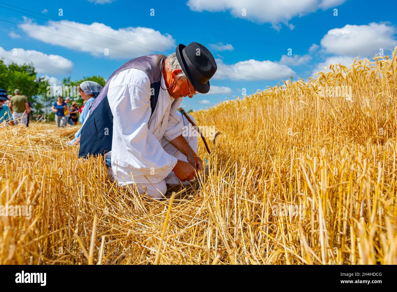 Muzlja, Vojvodina, Serbia, - 03 luglio 2021; XXXVIII tradizionalmente raccolto di grano. L'uomo anziano lega lo scythe con una corda, lo prepara per la raccolta Foto Stock
