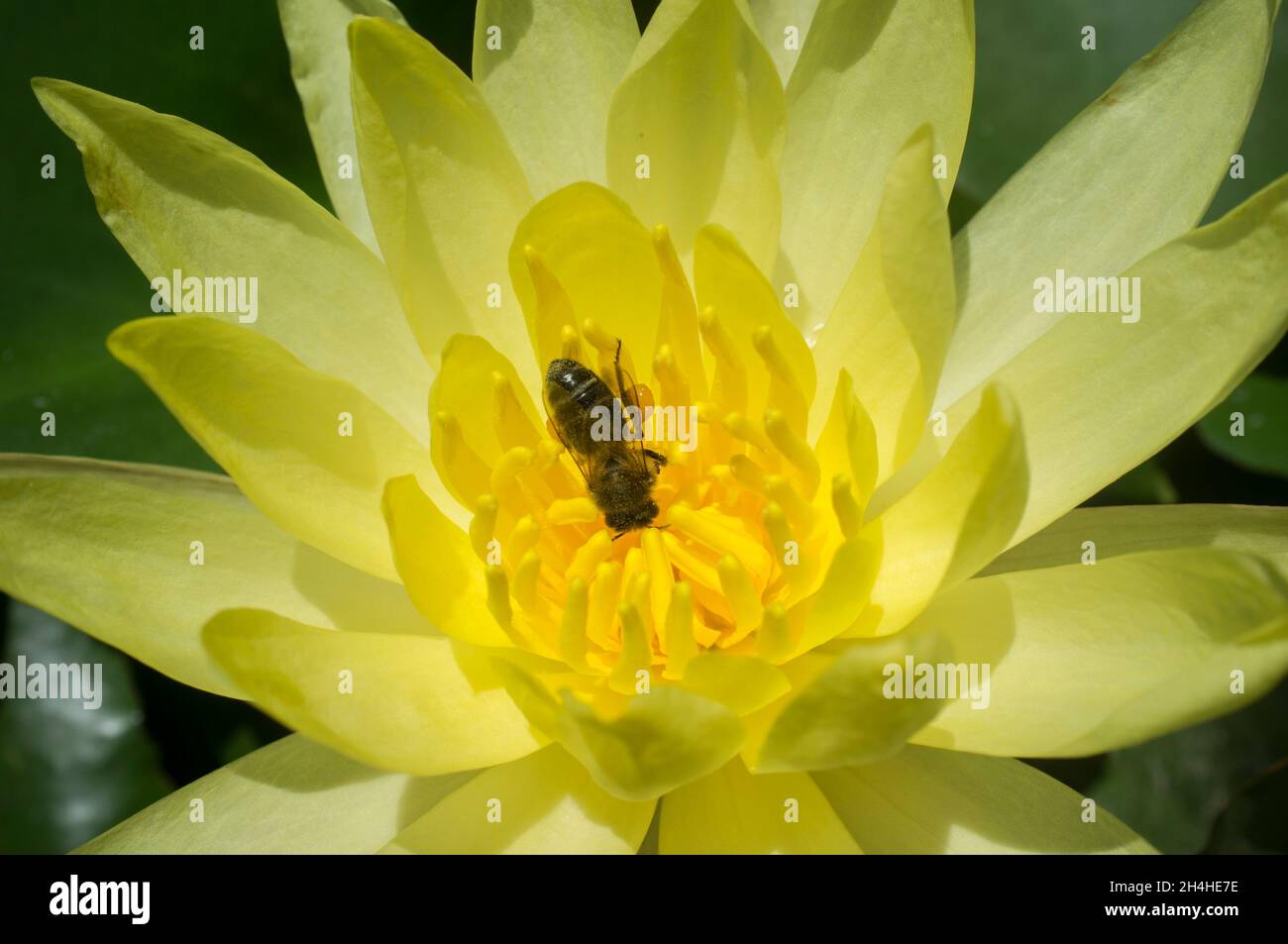 Ape su waterlily messicano. Specie invasiva altamente problematica nei fiumi europei Foto Stock