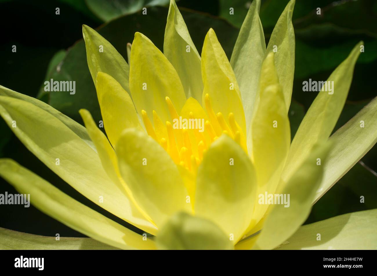 Giglio messicano o Nymphaea mexicana. Specie invasiva problematica. Primo piano Foto Stock