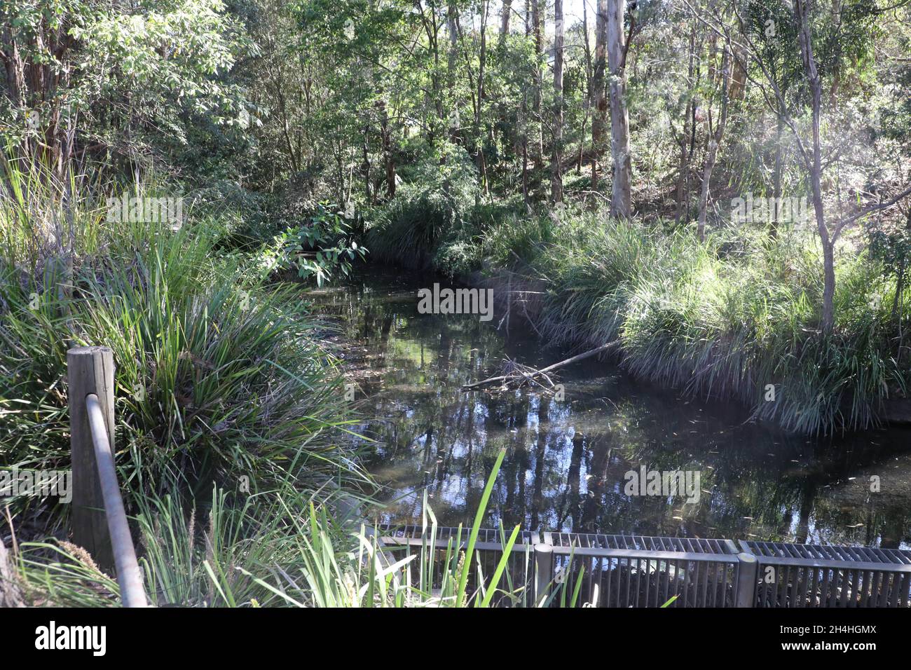 Hornsby Creek che corre accanto a Edgeworth David Garden, Hornsby NSW 2077 Foto Stock