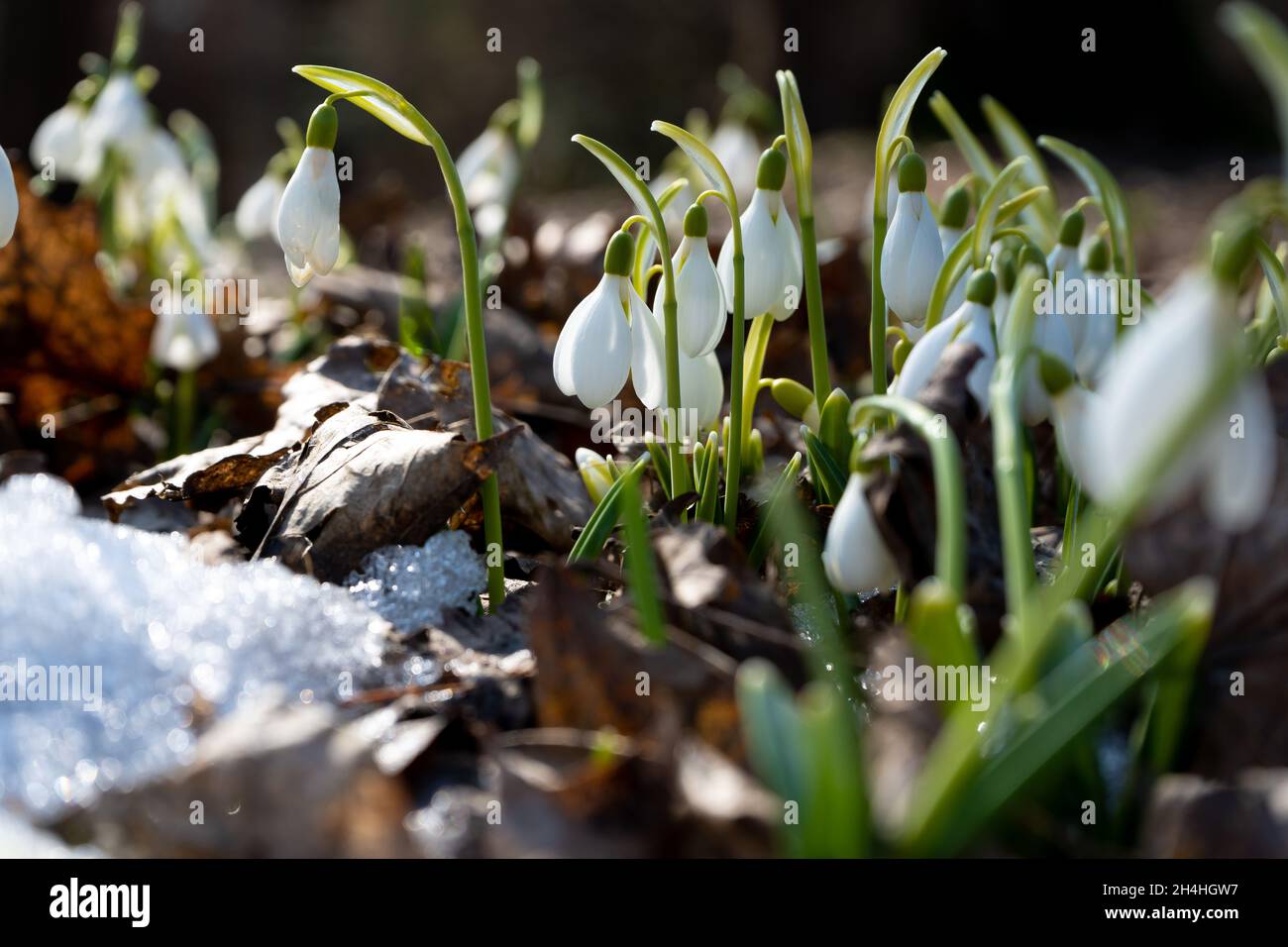 Fiori gocce di neve in giardino, luce del sole. Prima bella nevicate in primavera. Fiore comune di goccia di neve. Galanthus nivalis fioriscono nella foresta primaverile. Snowdrops da vicino. Foto Stock