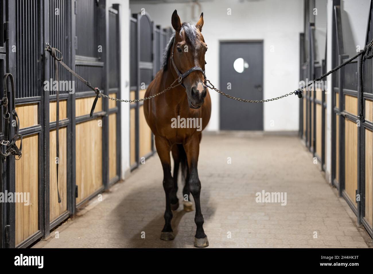 Cavallo bruno di Thoroughbred in stalla Foto Stock