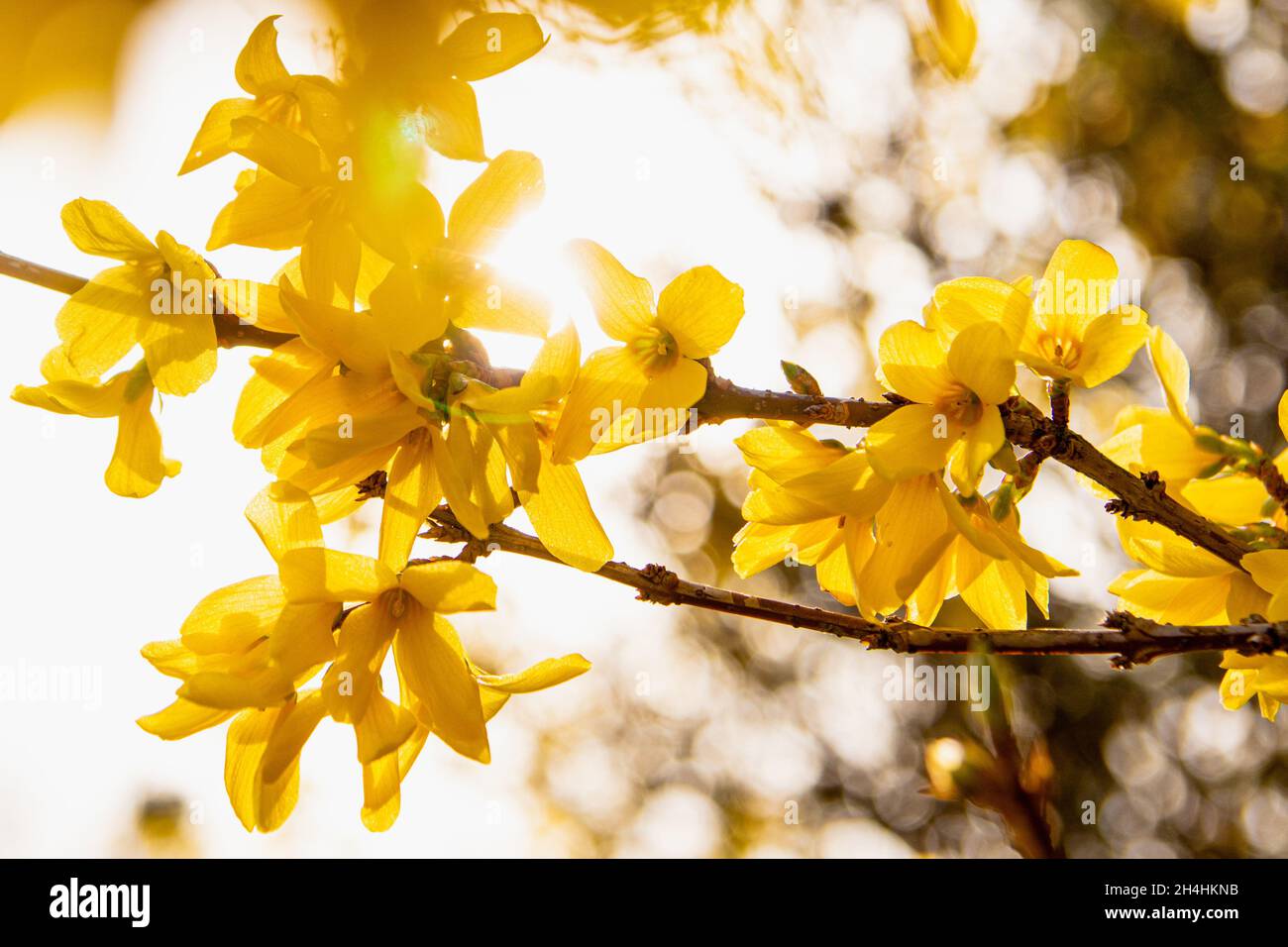 Primo piano di Forsythia, il genere di piante da fiore della famiglia delle olive Oleaceae. Foto Stock