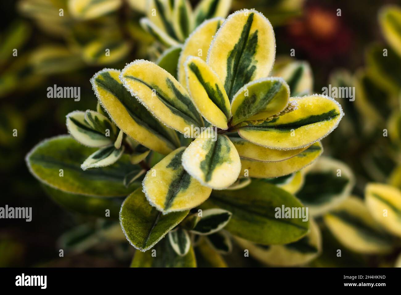 Primo piano di Euonymus japonicus, specie di piante da fiore della famiglia Celastraceae. Foto Stock