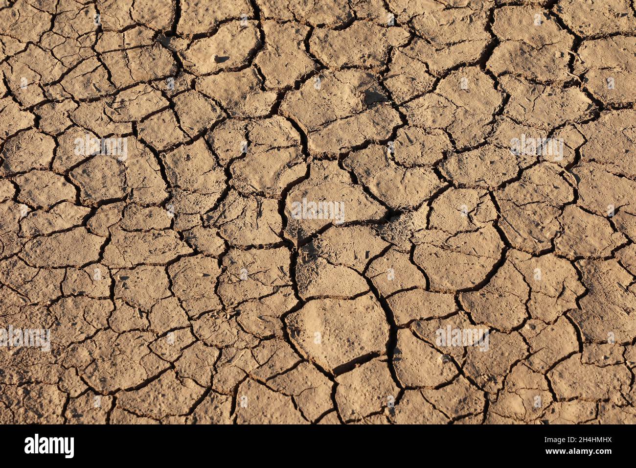 Tessitura di suolo asciutto, crepe del suolo essiccato in stagione arida Foto Stock