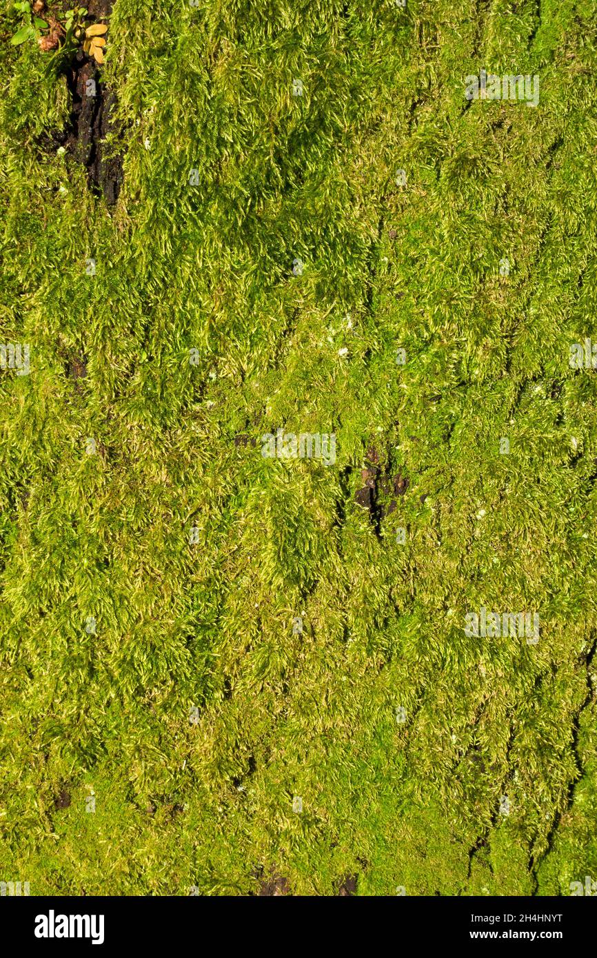 Sfondo naturale. Muschio verde su un tronco d'albero Foto Stock