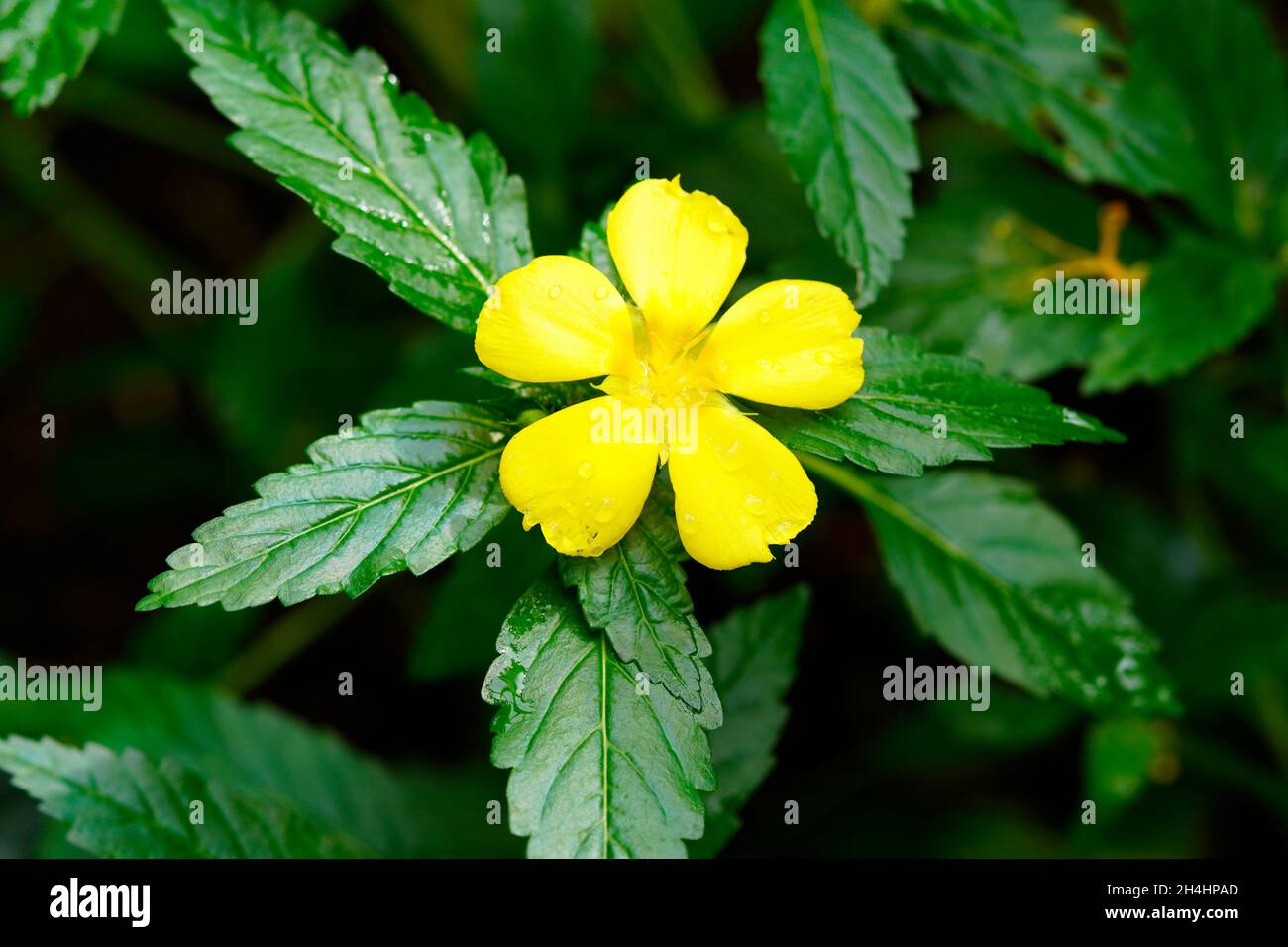 Fiore giallo di Turnera ulmifolia, Passifloraceae. Primo piano della pianta. Foto Stock