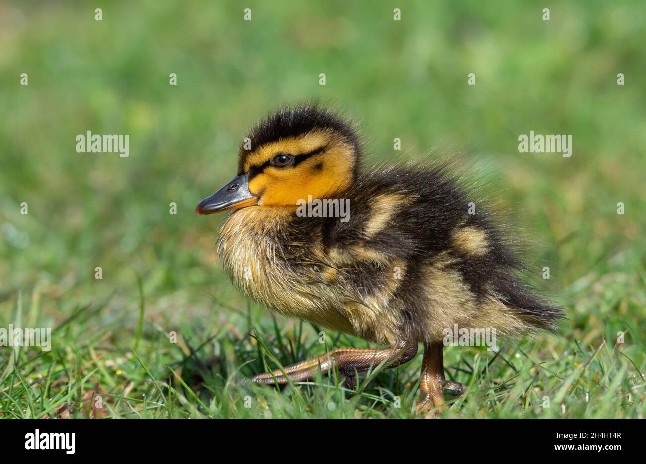 Anatroccolo Foto Stock