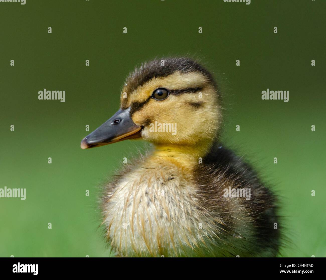 Anatroccolo Foto Stock