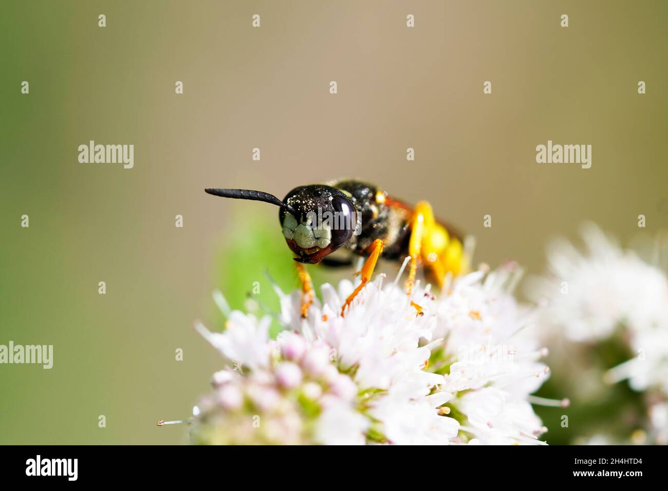 WASP su un fiore. Insetto in un close-up dettagliato. Foto Stock